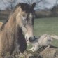 Byke es mi caballo y Chabelu mi gato.
Byke es marrón,se podria decir que alazán tostado claro,y Chabelo es cremello,son unos animales ¡EXELENTES!